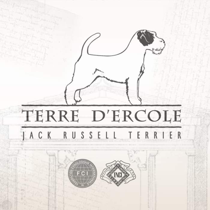 Terre D'Ercole - Allevamento Jack Russel Terrier
