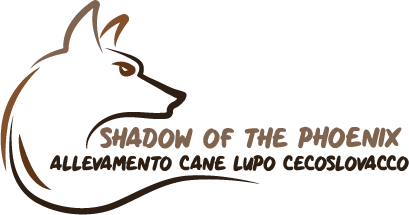 Allevamento Cane Lupo Cecoslovacco - Shadow of the Phoenix